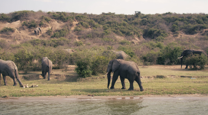 Troupeau d'éléphants marchant au bord d'un fleuve