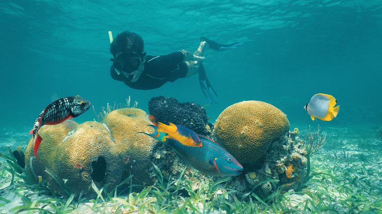 Snorkelling in Belize
