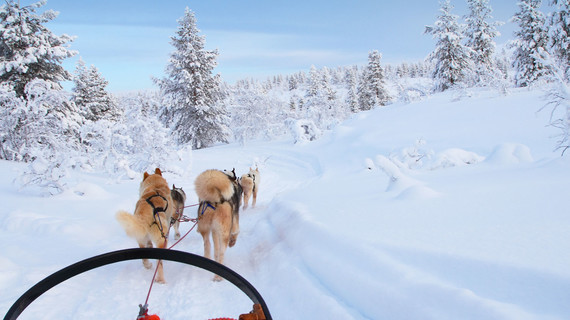 Chiens de traîneaux en Finlande en rejoignant un groupe de voyageurs avec Evaneos