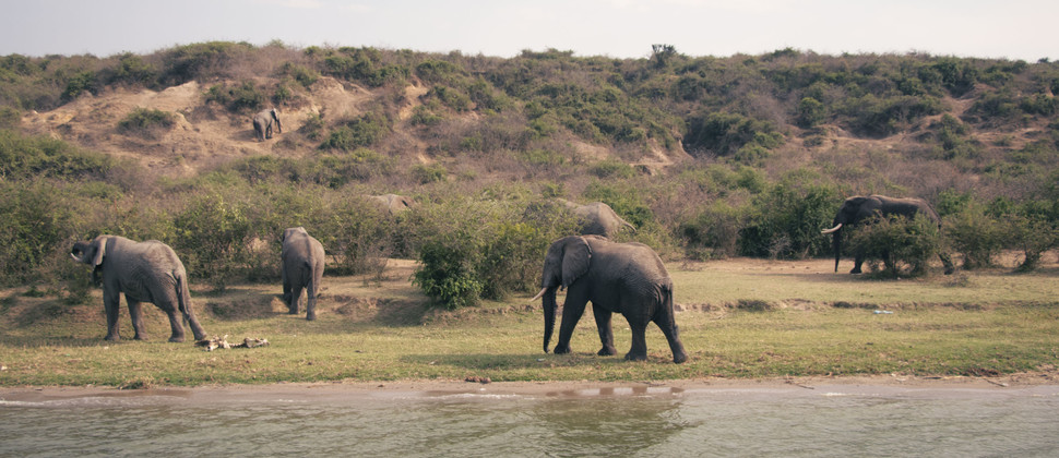 Troupeau d'éléphants marchant au bord d'un fleuve
