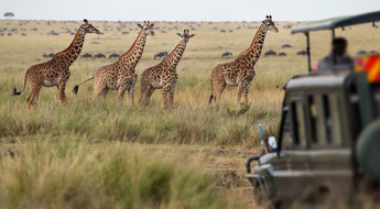 Safari au Kenya avec un petit groupe de voyageurs
