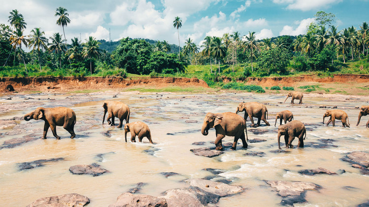 Polonnaruwa, sanctuaire des éléphants au Sri Lanka