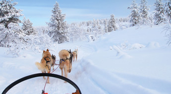 Chiens de traîneaux en Finlande en rejoignant un groupe de voyageurs avec Evaneos