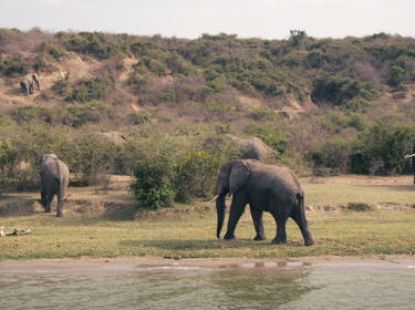 Troupeau d'éléphants marchant au bord d'un fleuve
