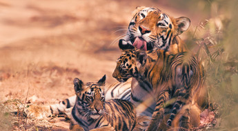 Bengal tigers in India