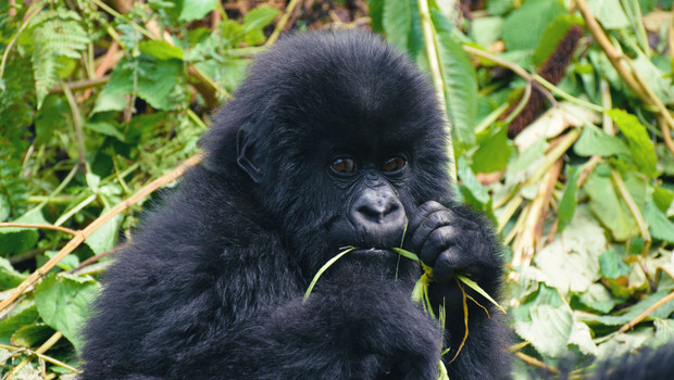 Jeune gorille dans le parc des Volcans au Rwanda