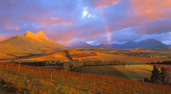 Weinberge in Südafrika