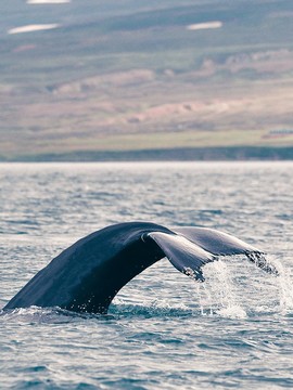 Whales in Quebec