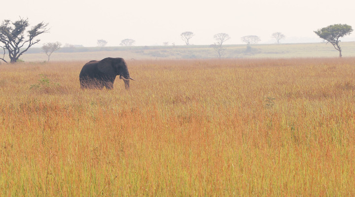 Éléphant dans la savane en Ouganda