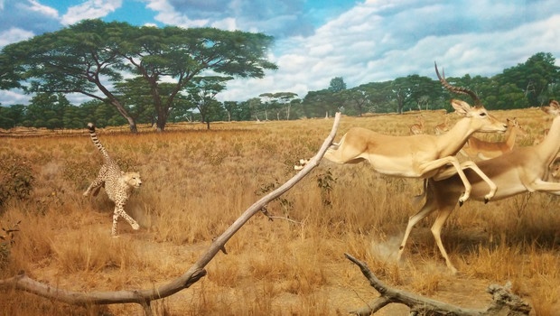 Gazelles poursuivies par un guépard