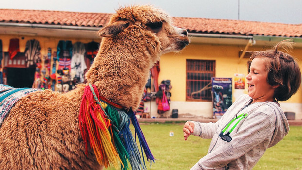 Lama Cracheur à Cuzco Voyage enfamille au Pérou