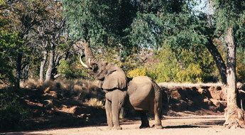 Éléphant du désert en Namibie