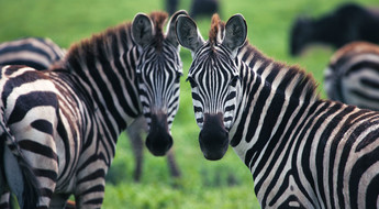 Deux zèbres dans le parc du Serengeti