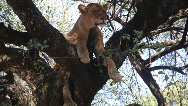 Lion perché dans un arbre en Ouganda
