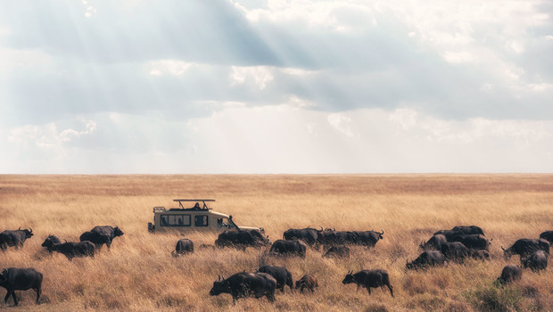 Un 4x4 au milieu d'un troupeau de buffles dans le parc du Serengeti en Tanzanie