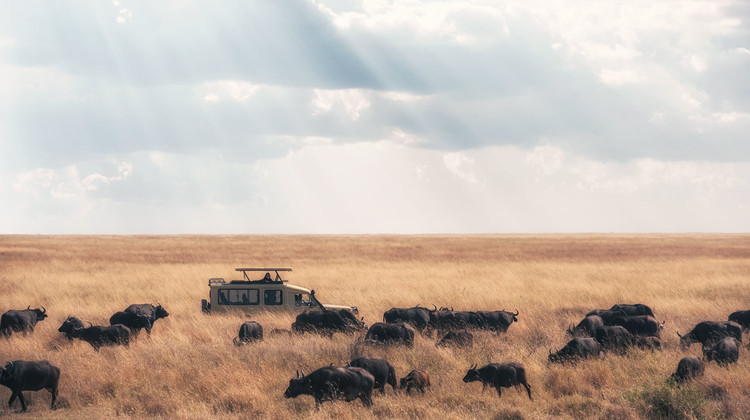 Un 4x4 au milieu d'un troupeau de buffles dans le parc du Serengeti en Tanzanie