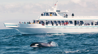 Whale watching in Norway