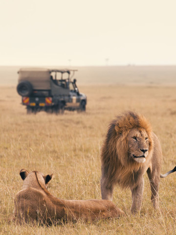 Couple de lions dans la savane avec un 4x4 au second plan