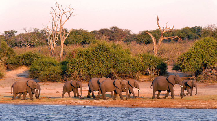 Troupeau d'éléphants au bord d'une rivière dans le parc Chobe au Botswana