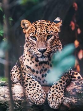 Léopard dans le parc national de Yala