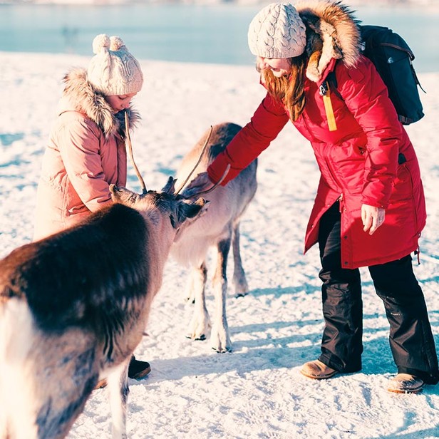 Reindeer in Lapland