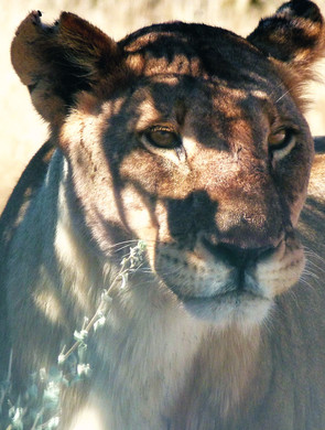 Portrait de lionne