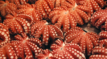 Etal de pieuvres au marché Toyosu à Tokyo