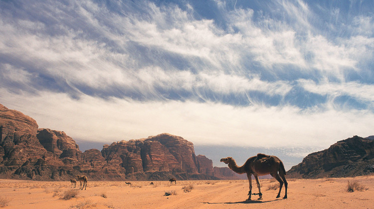 Troupeau de chameaux dans le désert du Wadi Rum.