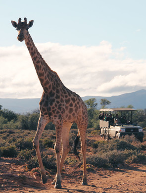 Une girafe suivie au loin par un 4x4