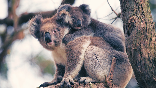 Koalas in Australia