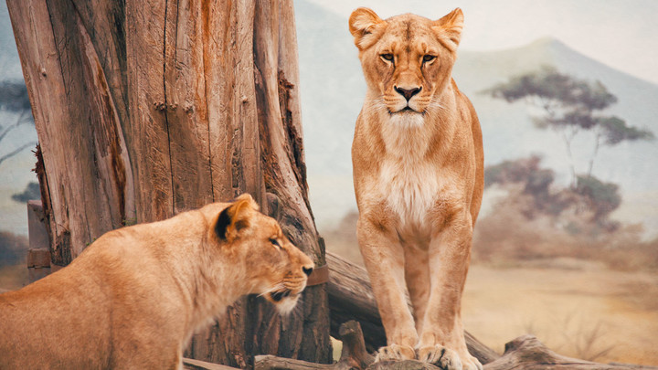 Safari en Tanzanie pour Noel