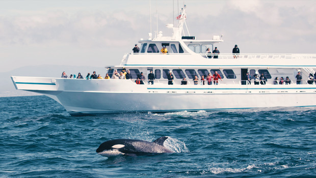 Whale watching in Norway