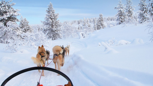 Chiens de traîneaux en Finlande en rejoignant un groupe de voyageurs avec Evaneos