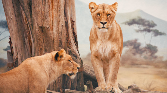 Safari en Tanzanie pour Noel