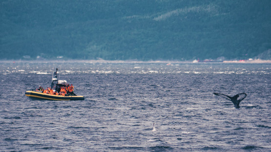 Observation des baleines avec ses enfants