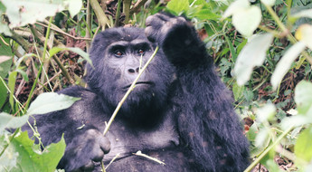 Gorille de la forêt de Bwindi en Ouganda