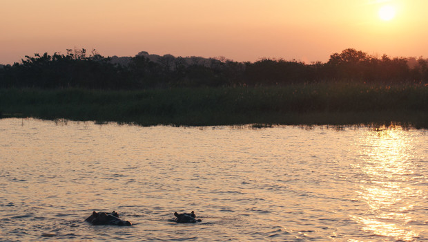 Hippopotames au coucher du soleil dans l'estuaire de Sainte-Lucie