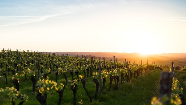 Sonnenuntergang auf einem südafrikanischen Weingut