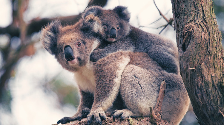 Koalas in Australia