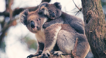 Koalas in Australia
