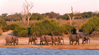 Troupeau d'éléphants au bord d'une rivière dans le parc Chobe au Botswana