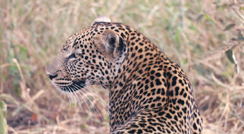 Léopard en Tanzanie