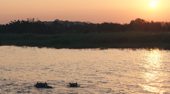 Hippopotames au coucher du soleil dans l'estuaire de Sainte-Lucie