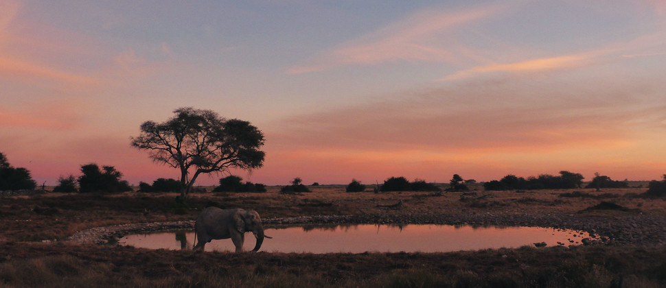Coucher de soleil sur le parc d'Etosha en Namibie