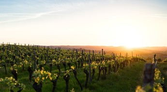 Sonnenuntergang auf einem südafrikanischen Weingut