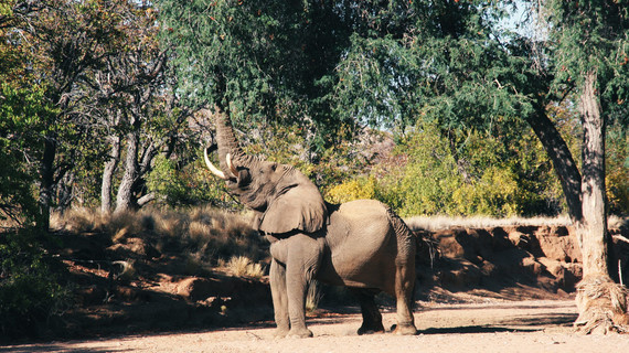 Éléphant du désert en Namibie