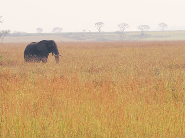 Éléphant dans la savane en Ouganda