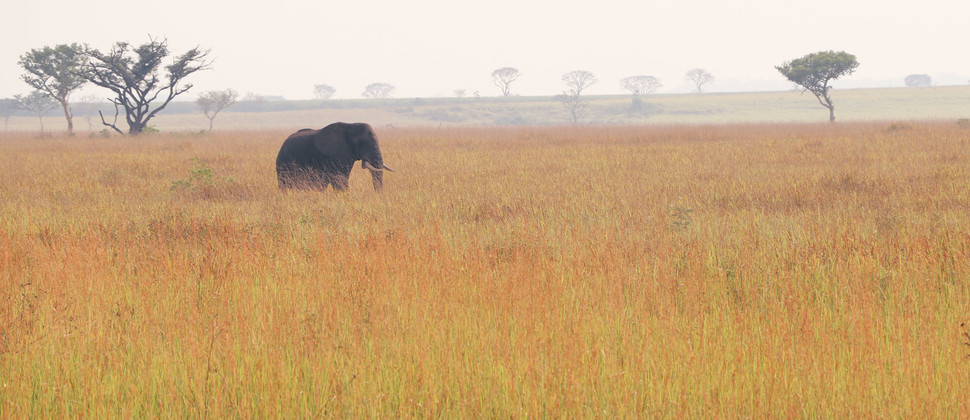Éléphant dans la savane en Ouganda