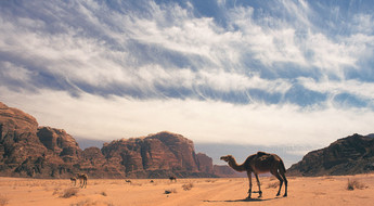 Troupeau de chameaux dans le désert du Wadi Rum.