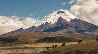 Chevaux sauvages avec le volcan Cotopaxi en arrière-plan